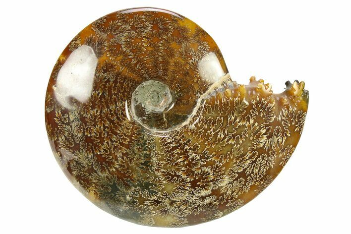 Polished, Agatized Ammonite (Cleoniceras) - Madagascar #281352